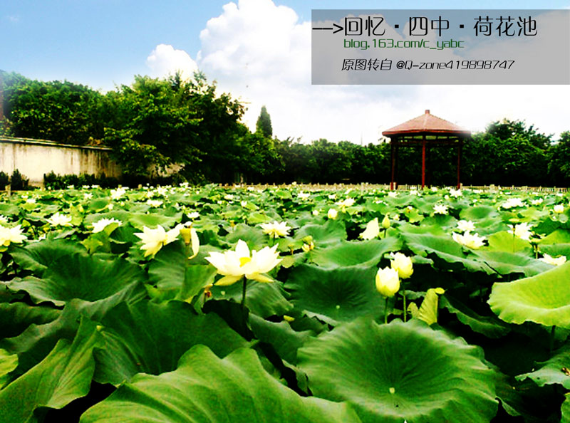 仁义中学·荷花池