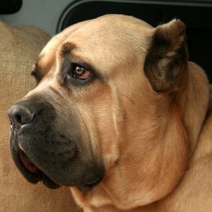 单身狗的苦于泪