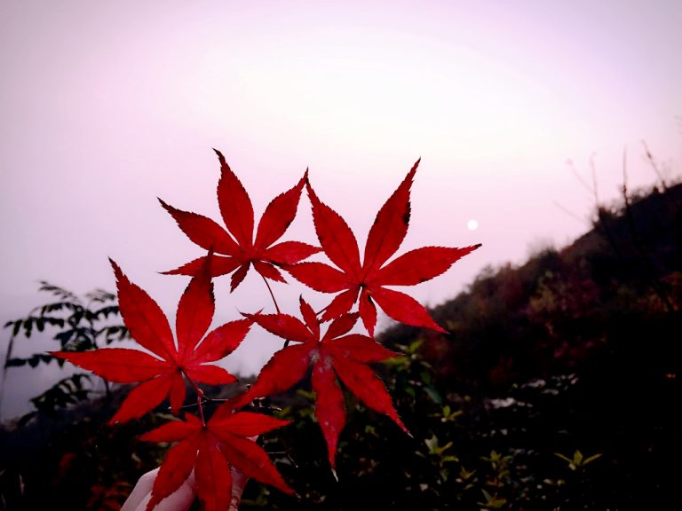 一往情深深几许？恰似深秋枫叶红