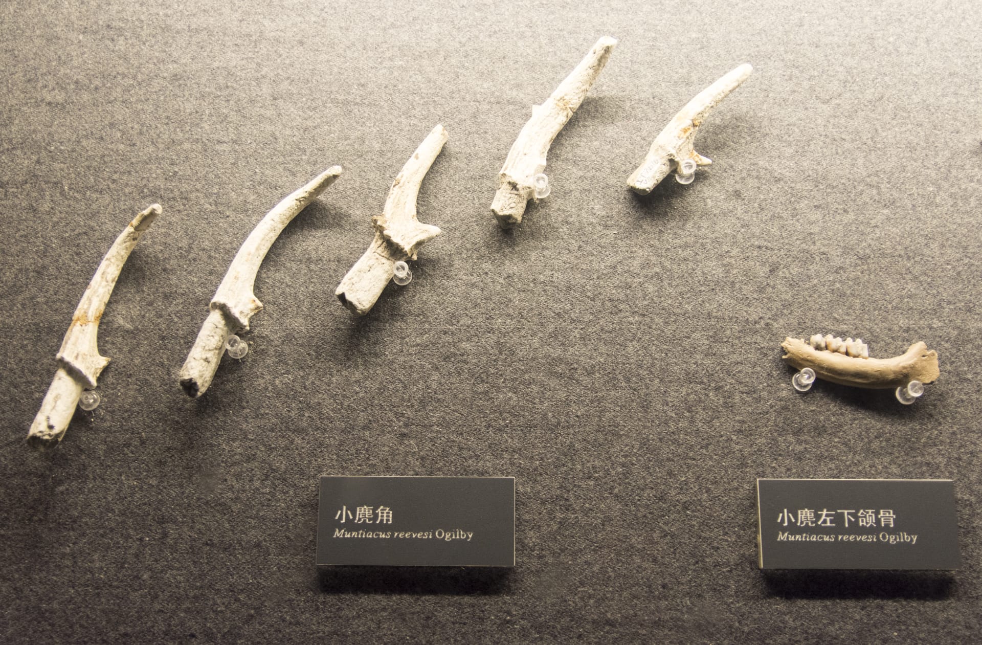 成都金沙遗址博物馆