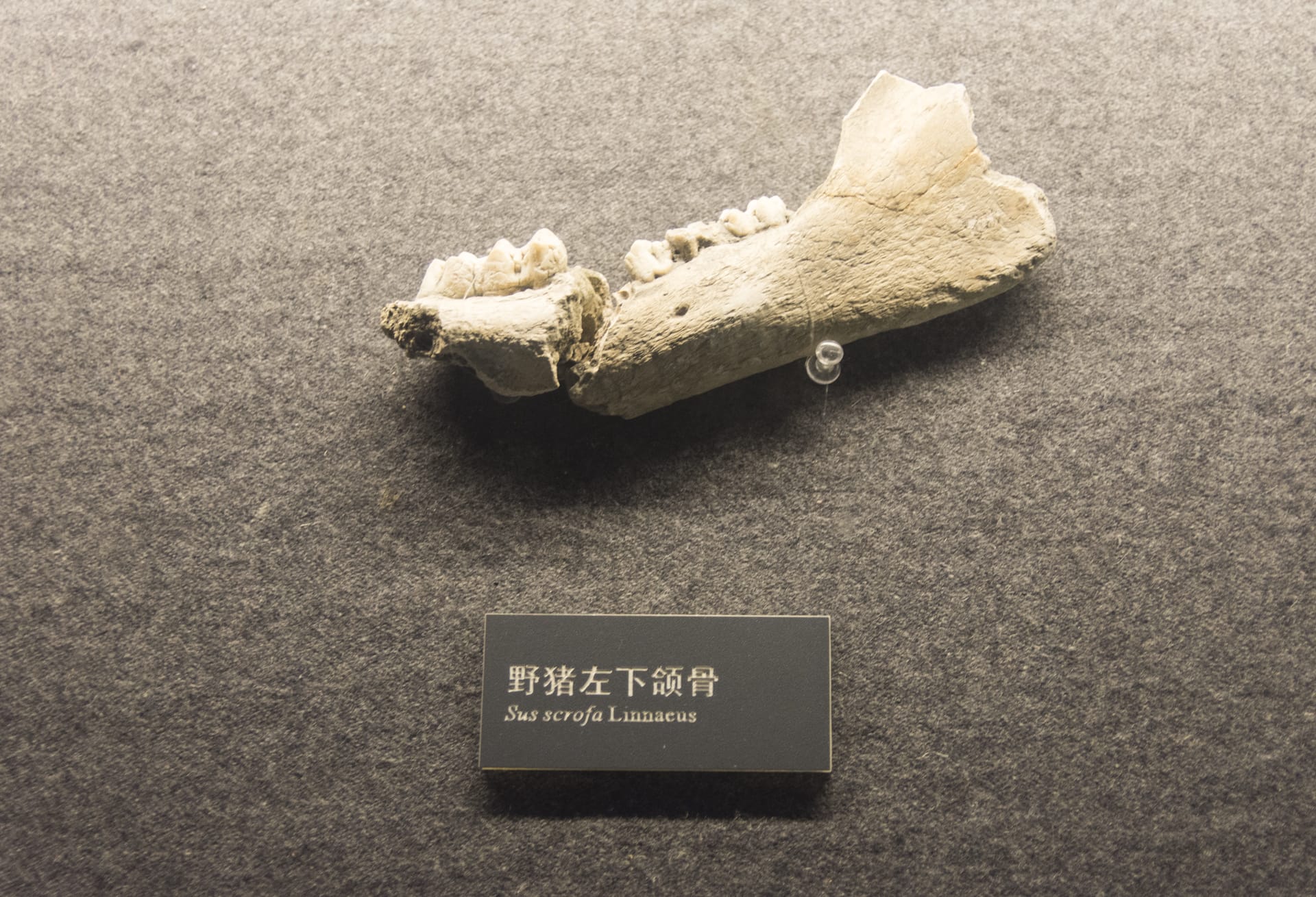 成都金沙遗址博物馆