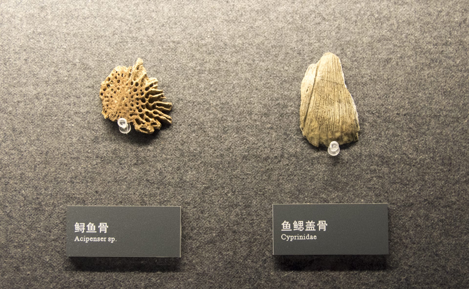 成都金沙遗址博物馆