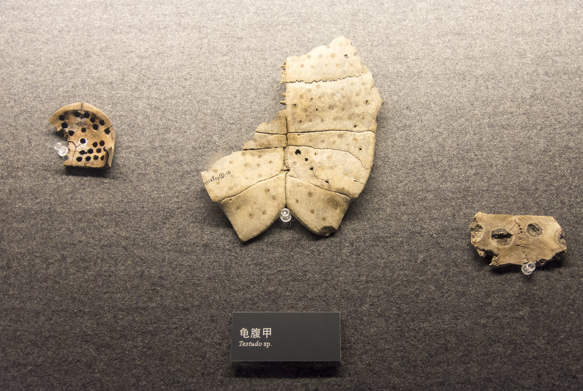 成都金沙遗址博物馆