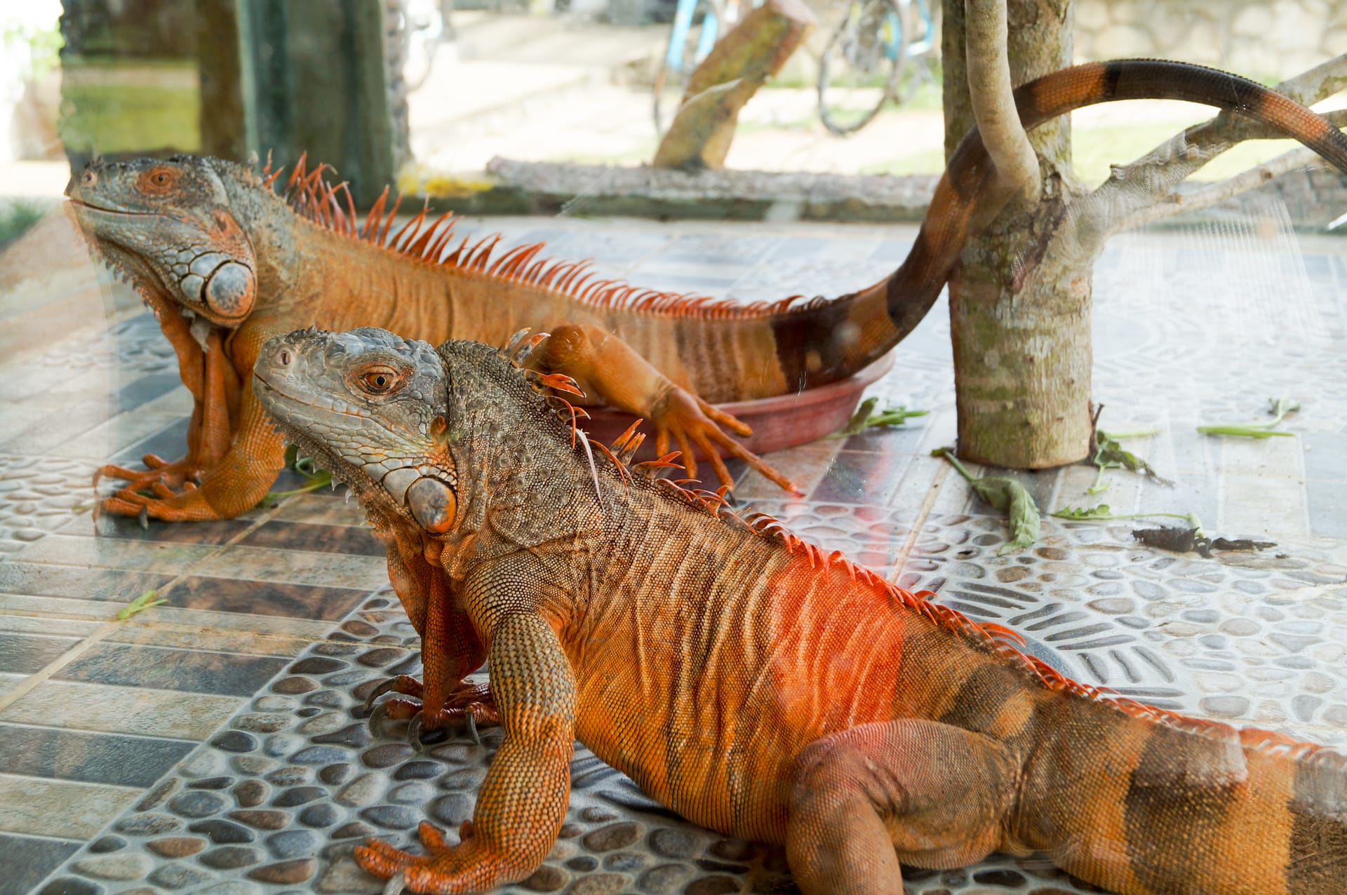 新加坡、印尼民丹岛六天五晚跟团游