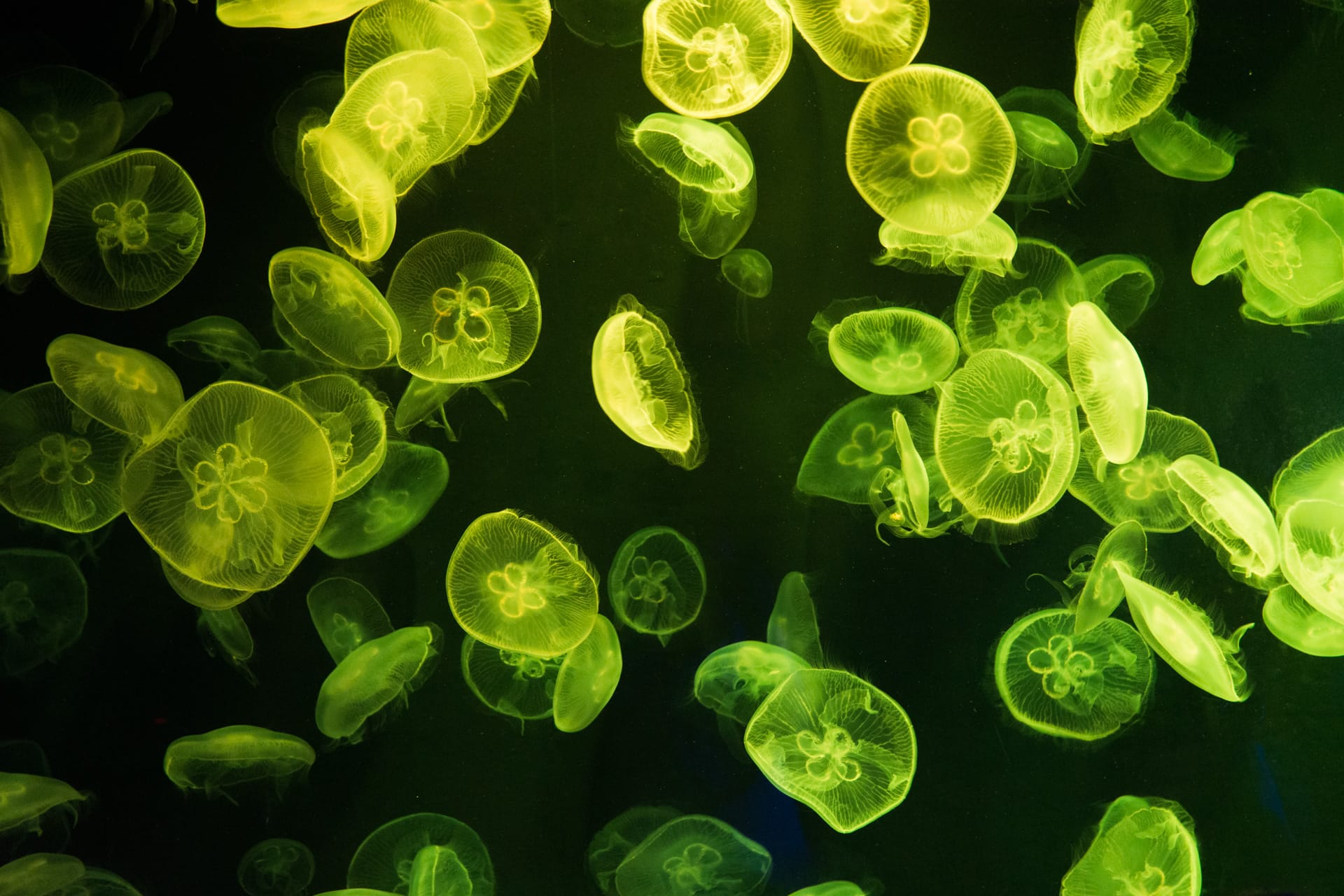 新加坡、印尼民丹岛六天五晚跟团游