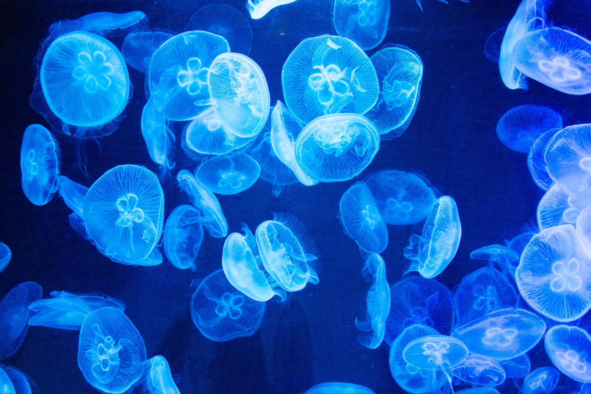 新加坡、印尼民丹岛六天五晚跟团游