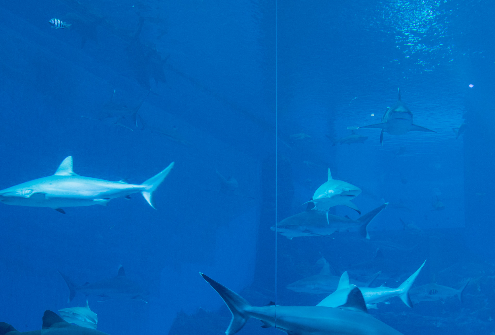 新加坡、印尼民丹岛六天五晚跟团游