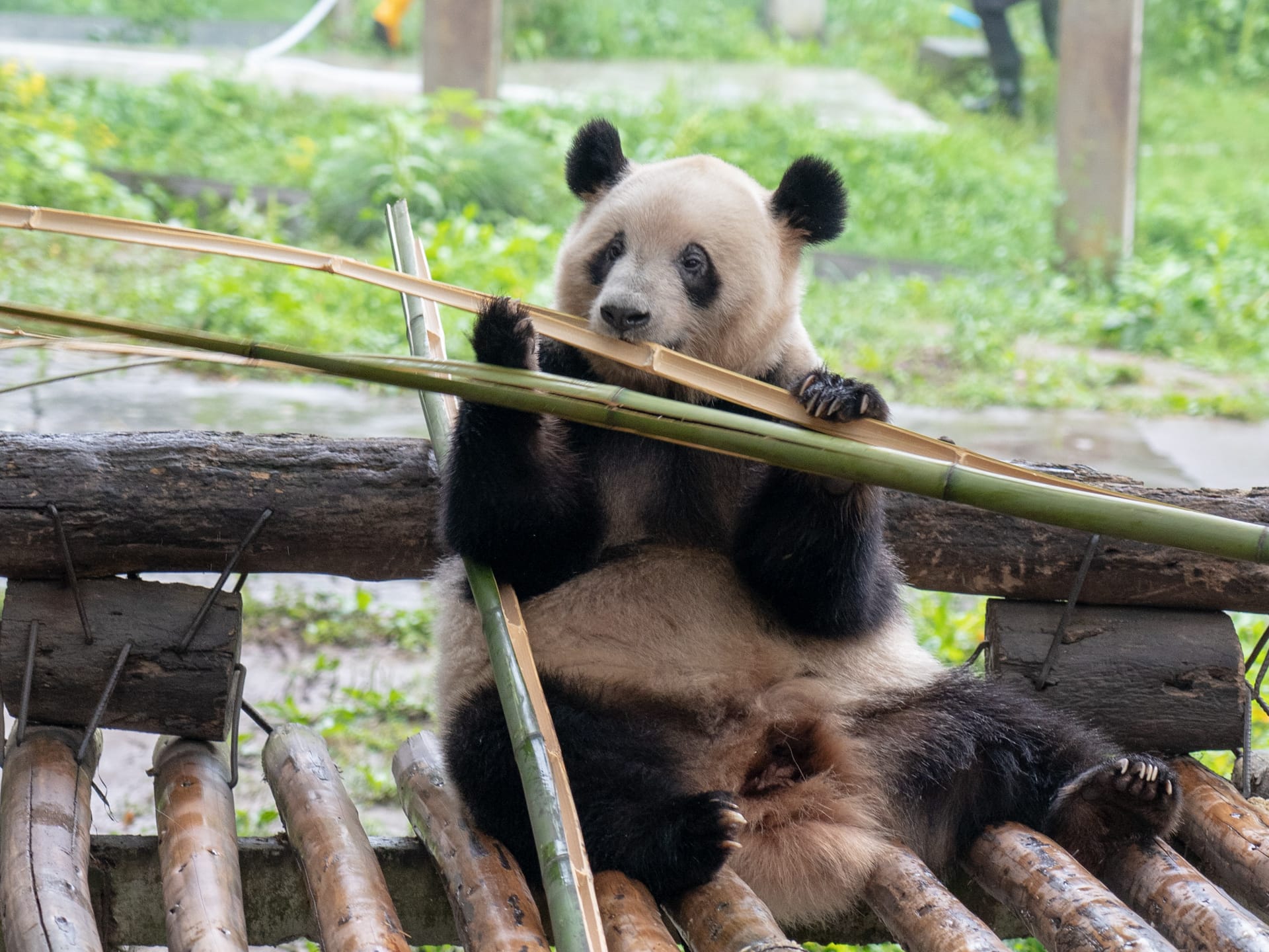 人生若是能像熊猫那样，吃了睡睡了吃还有专人饲养也很不错呐