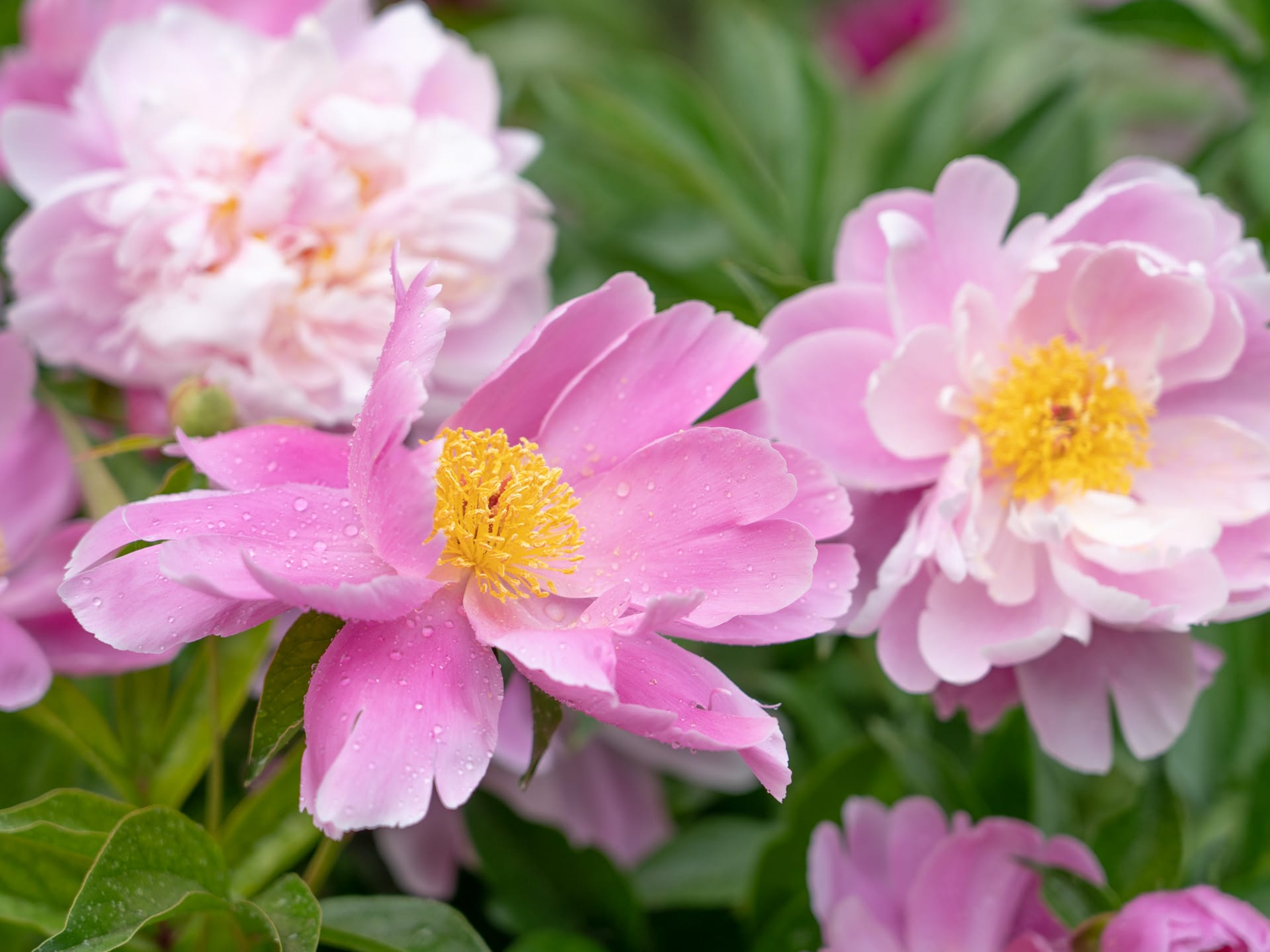 in 2019.05.10 at 北京 故宫博物院 芍药