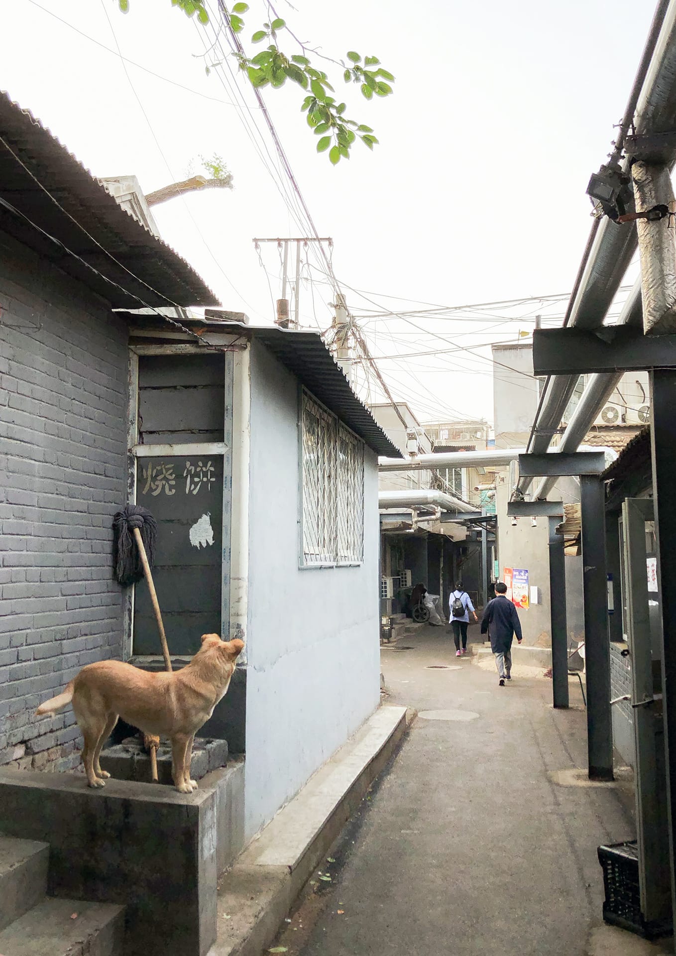 本想谈一谈胡同印象的，但是本文实在太长了，故作罢