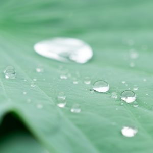 记录华严寺的雨荷、古镇的清风和近况