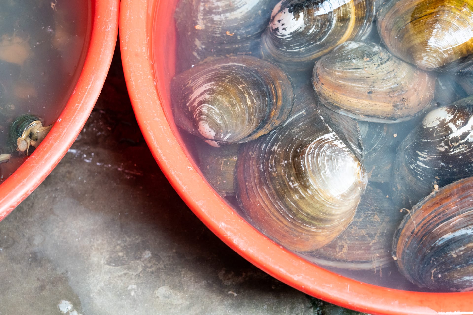 中山古镇卖河蚌