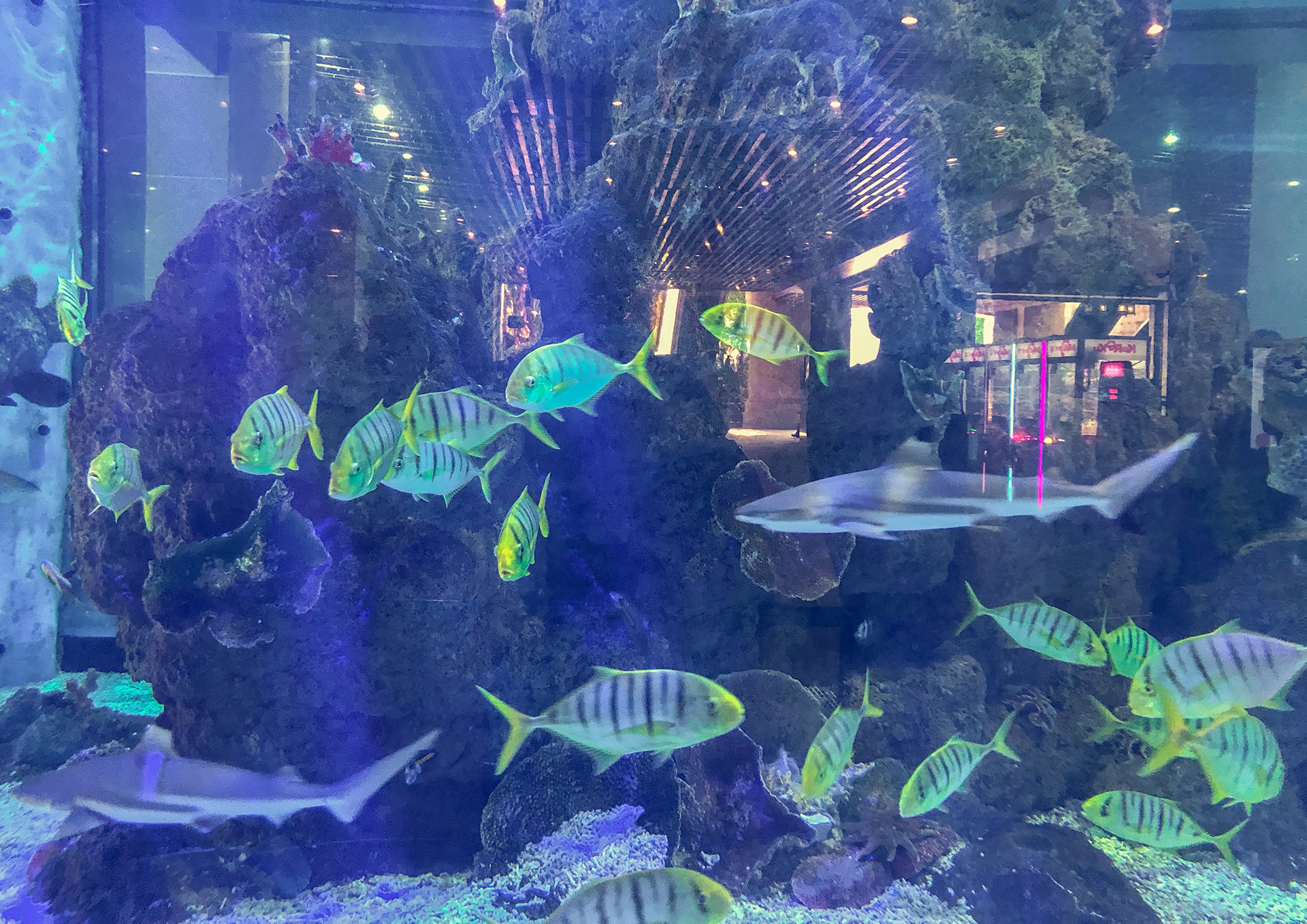 培训的酒店在珠江豪生，位于鎏嘉码头，里边有个免费开放的水族馆