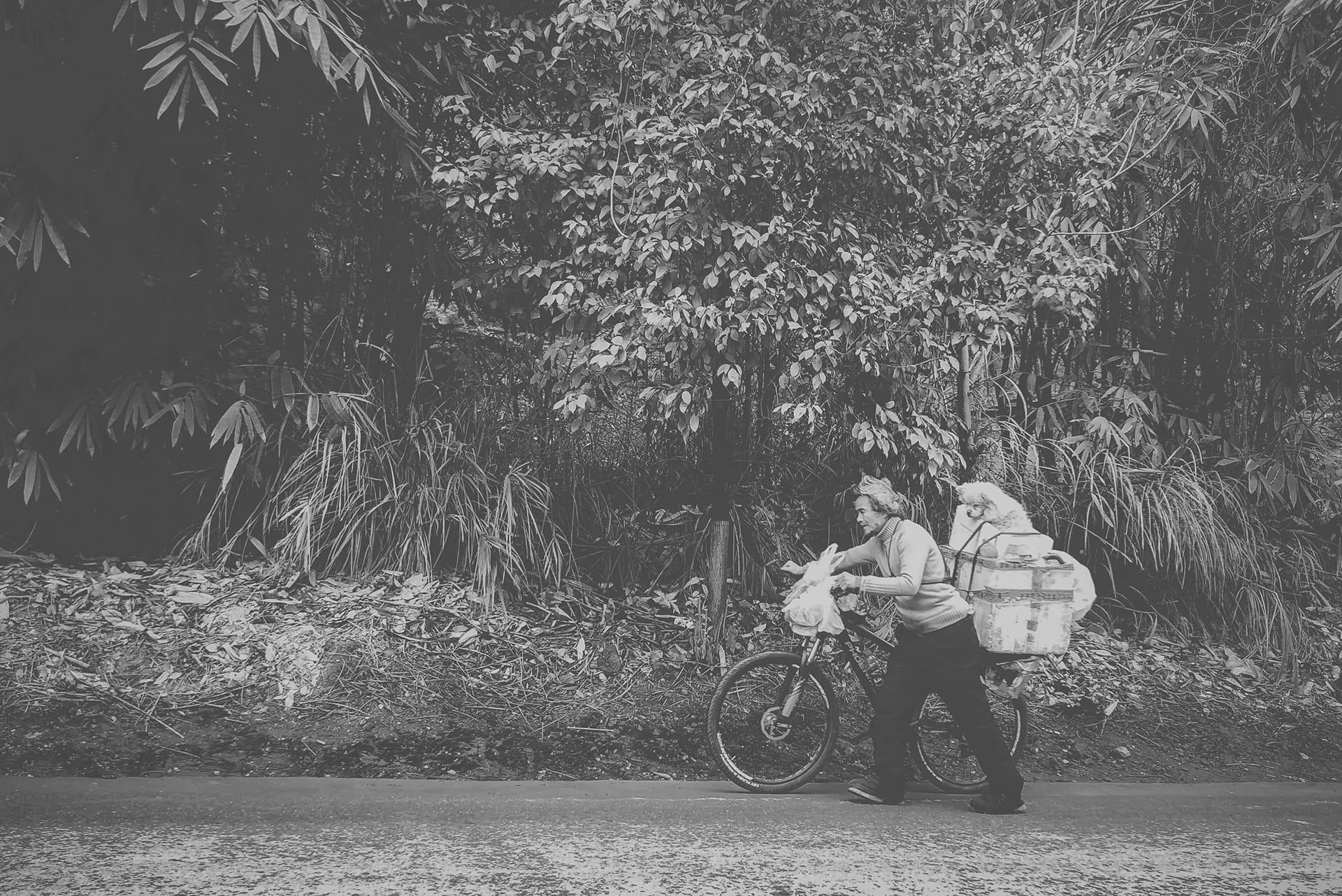 带上狗狗去流浪