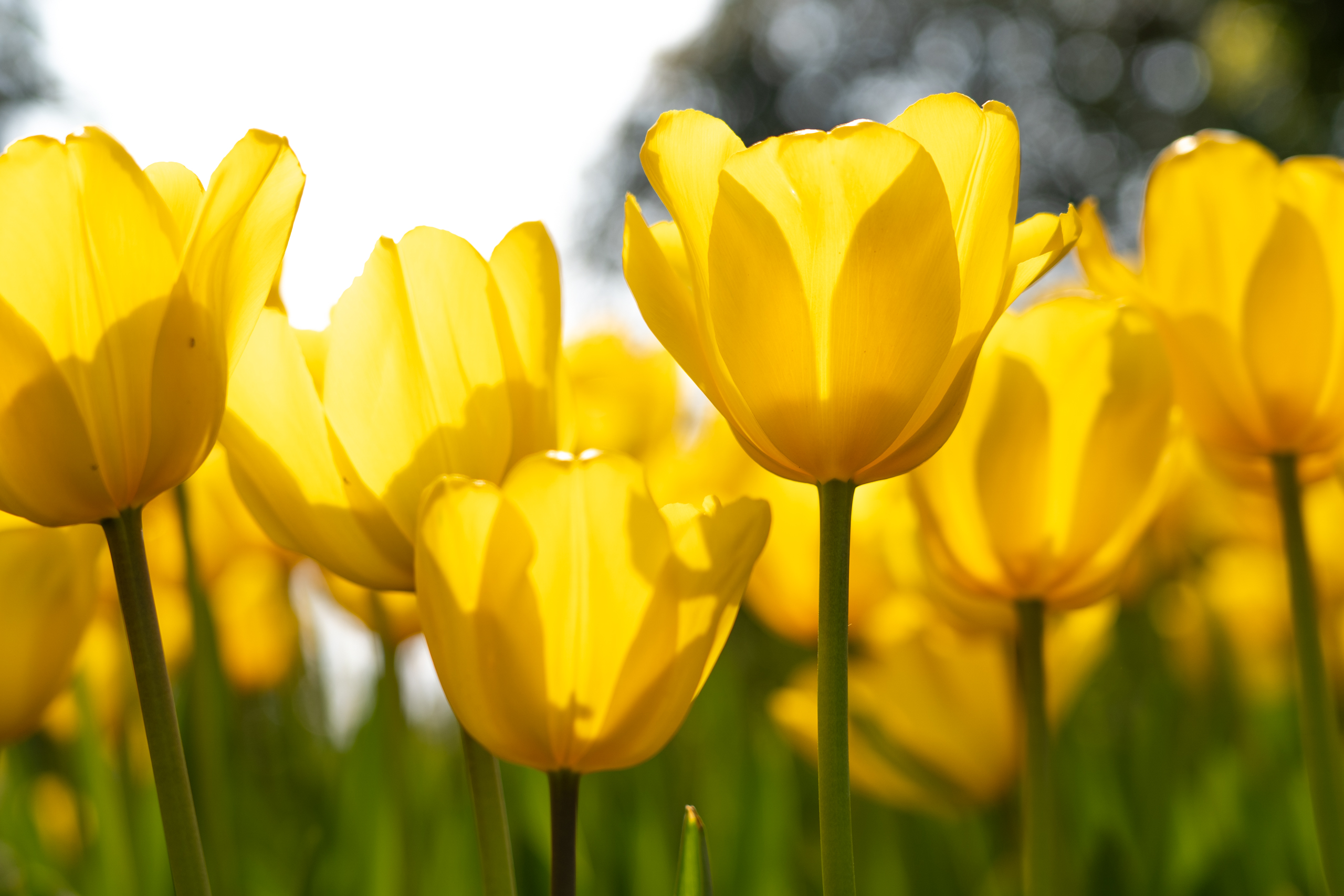 太寺垭公园的郁金香