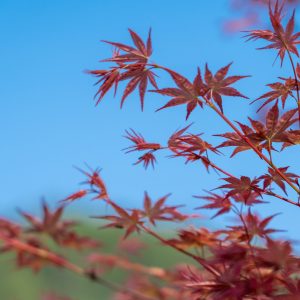 每一个冬天都会过去，春天都会到来