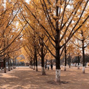 第一次约小姐姐拍照（园博园银杏人像互免约拍）