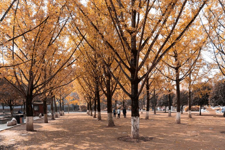 2020.11.07 园博园 主入口银杏