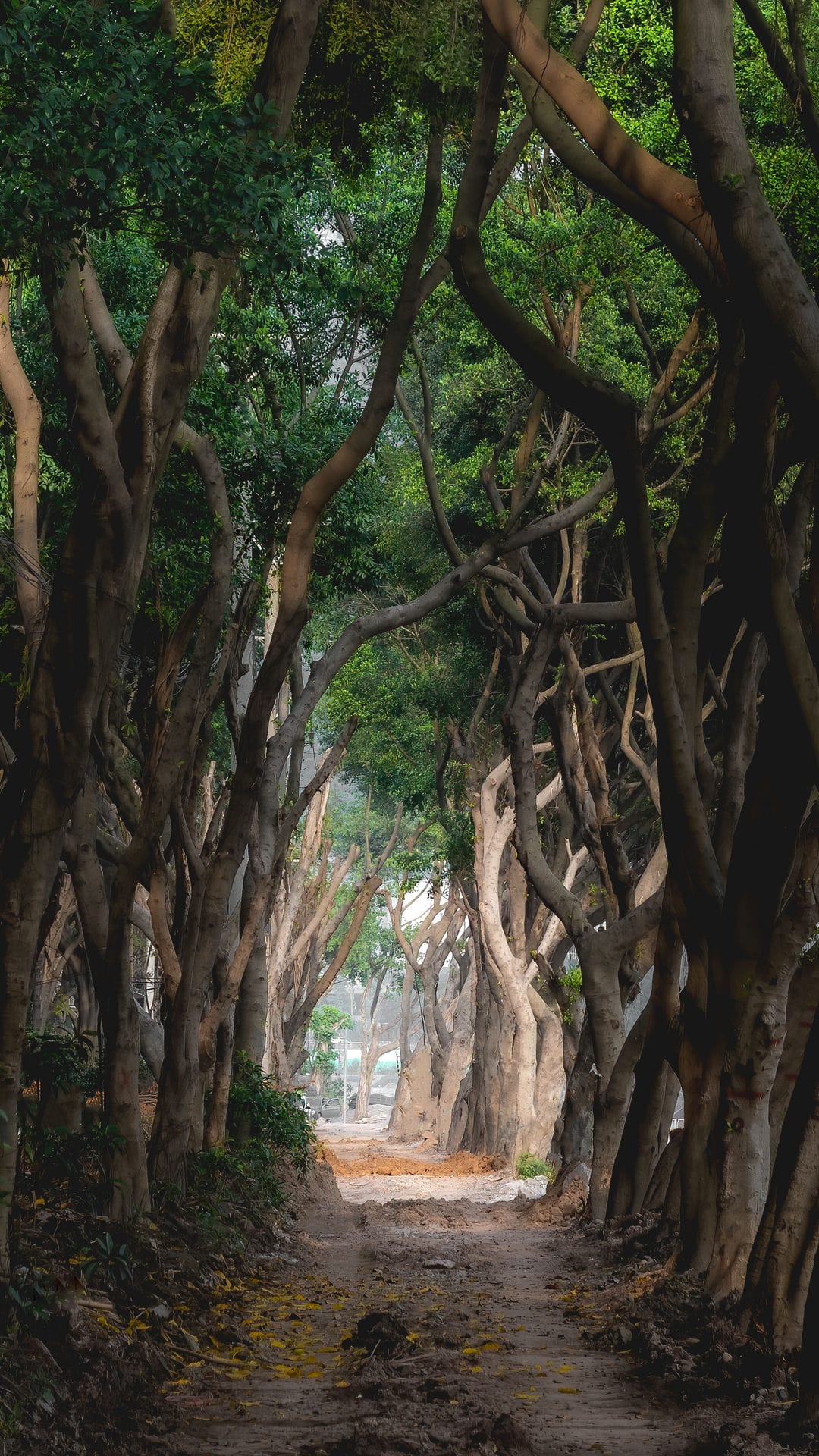 迷雾森林。于 2021.05.10 在长滨路用 A7M3+24105 拍摄