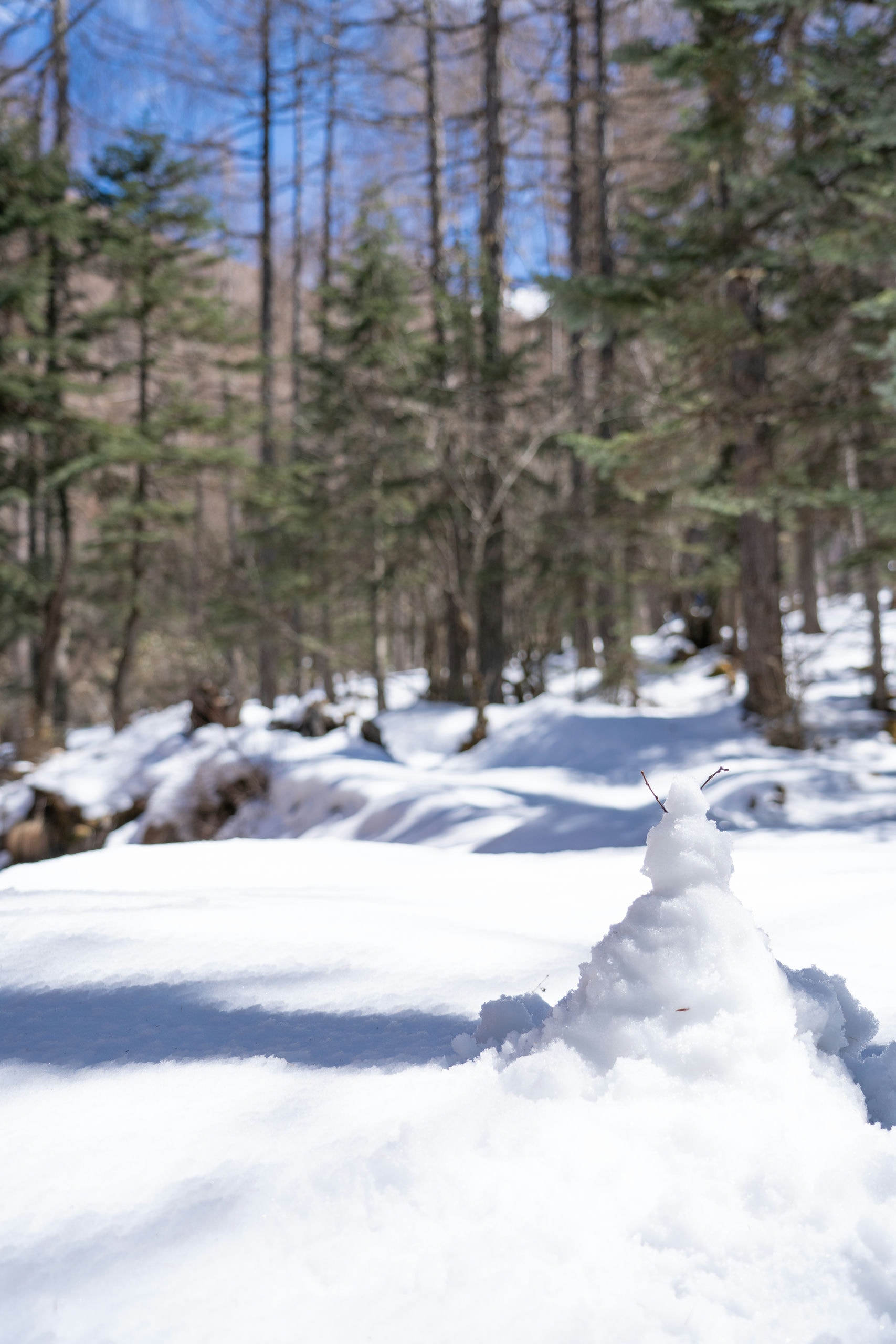 木格错景区中心后边的森林里