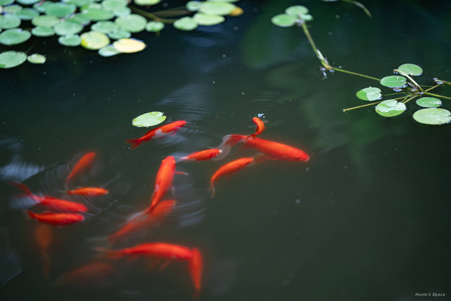 华岩寺赏荷，荷花摄影和后期分享
