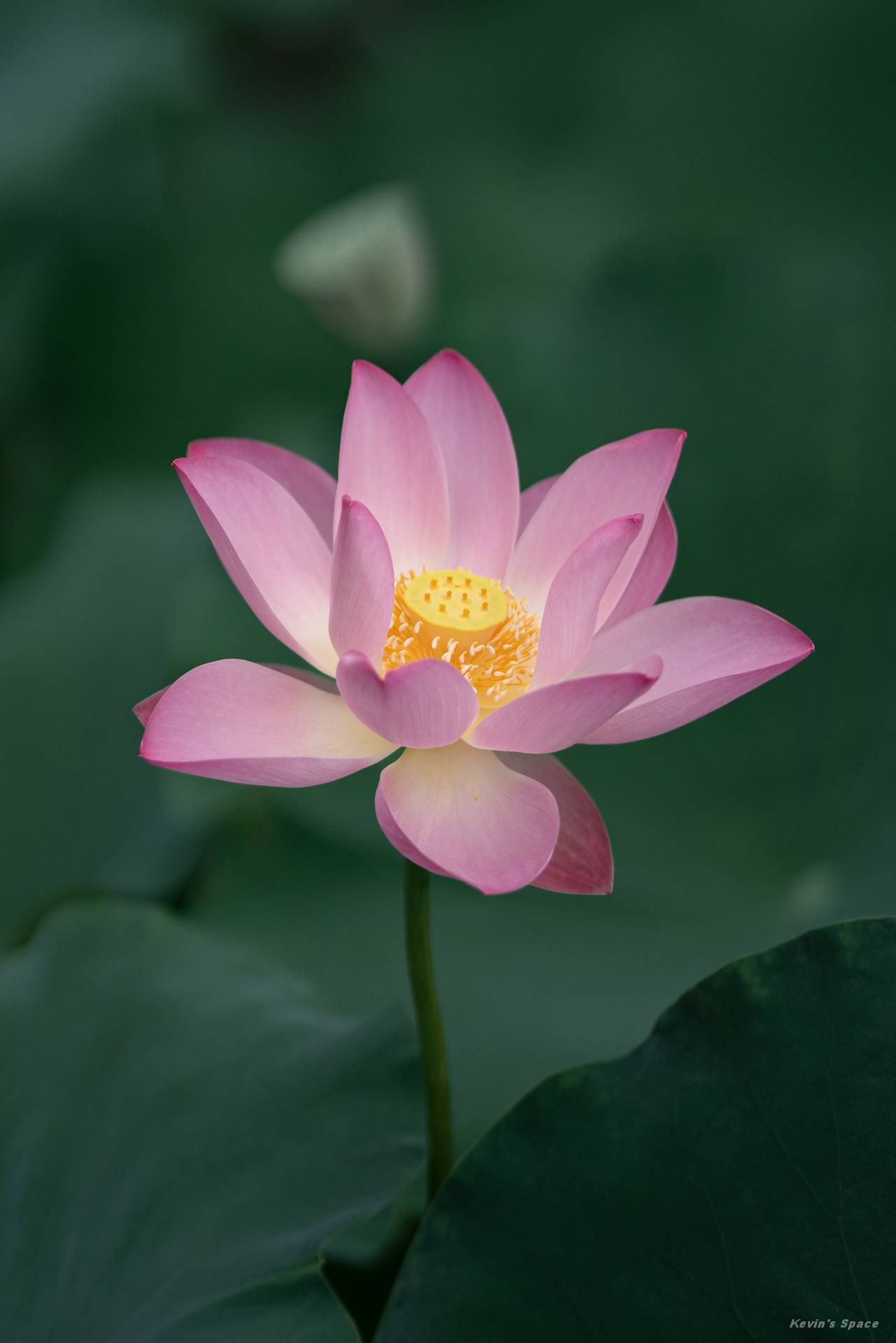 华岩寺赏荷，荷花摄影和后期分享