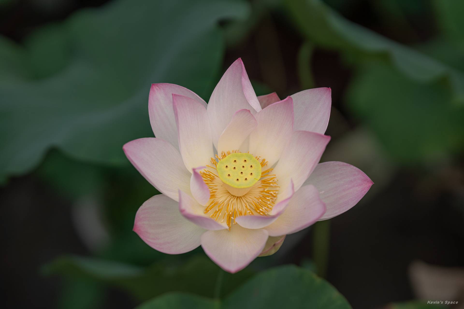 华岩寺赏荷，荷花摄影和后期分享