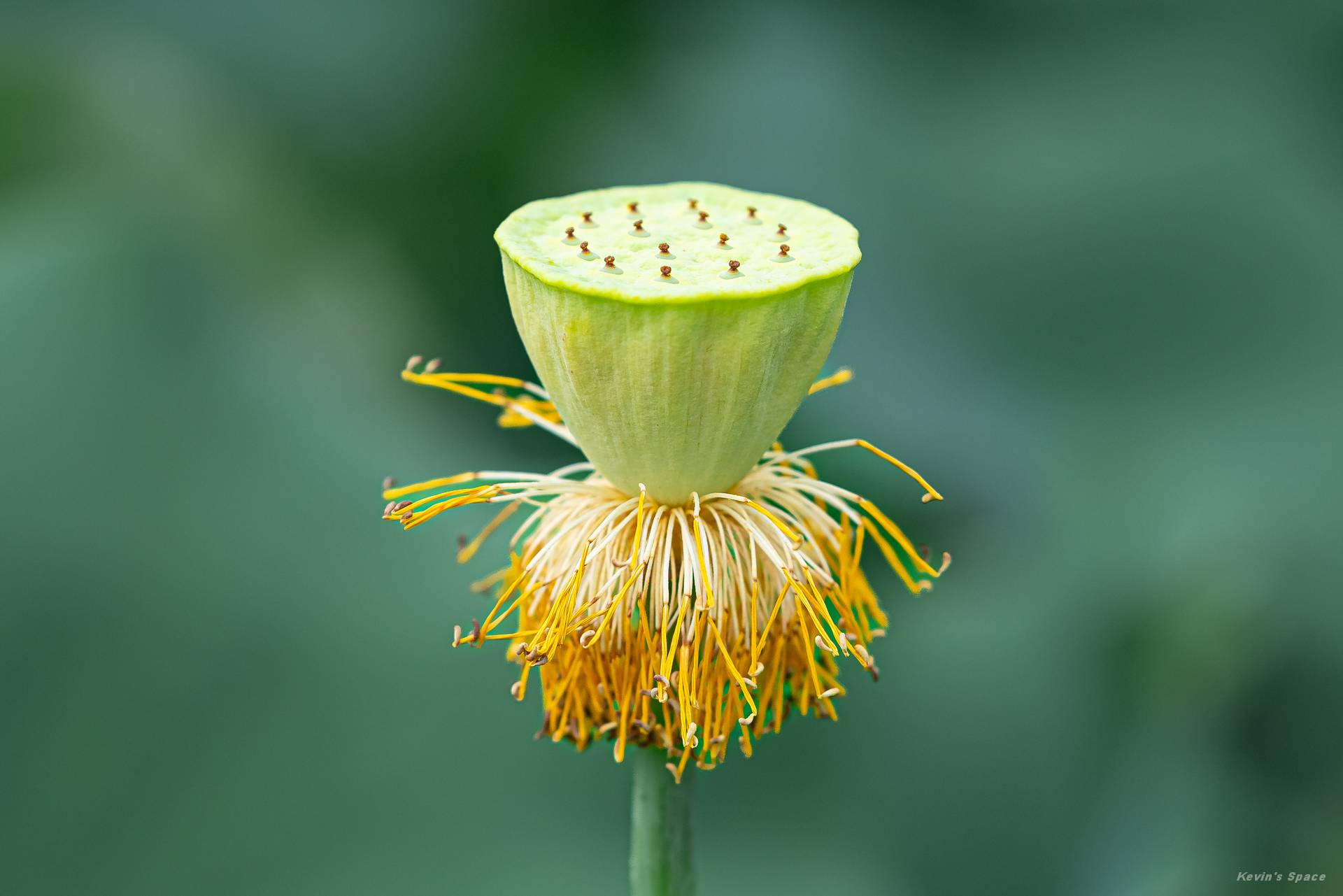 华岩寺赏荷，荷花摄影和后期分享
