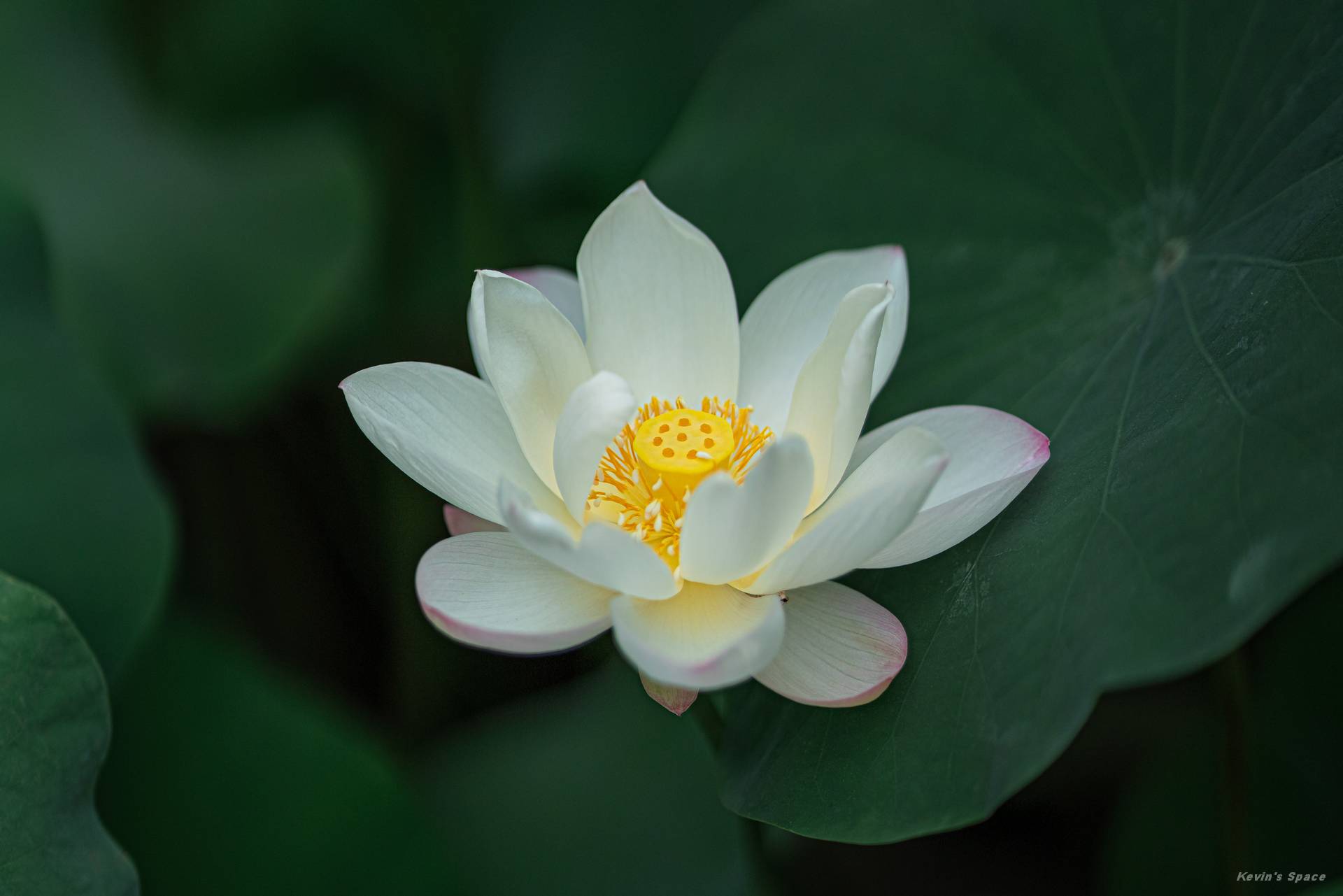 华岩寺赏荷，荷花摄影和后期分享