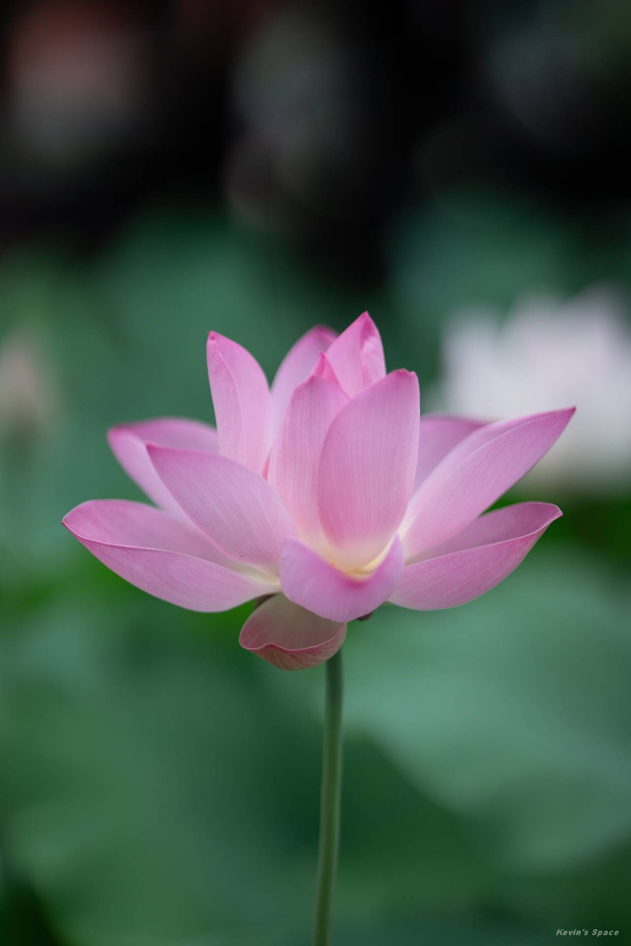 华岩寺赏荷，荷花摄影和后期分享