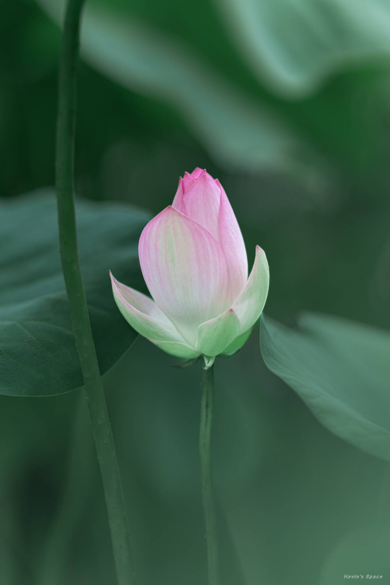 华岩寺赏荷，荷花摄影和后期分享