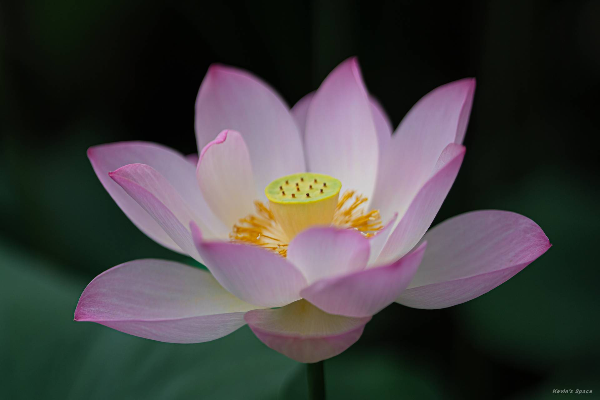 华岩寺赏荷，荷花摄影和后期分享