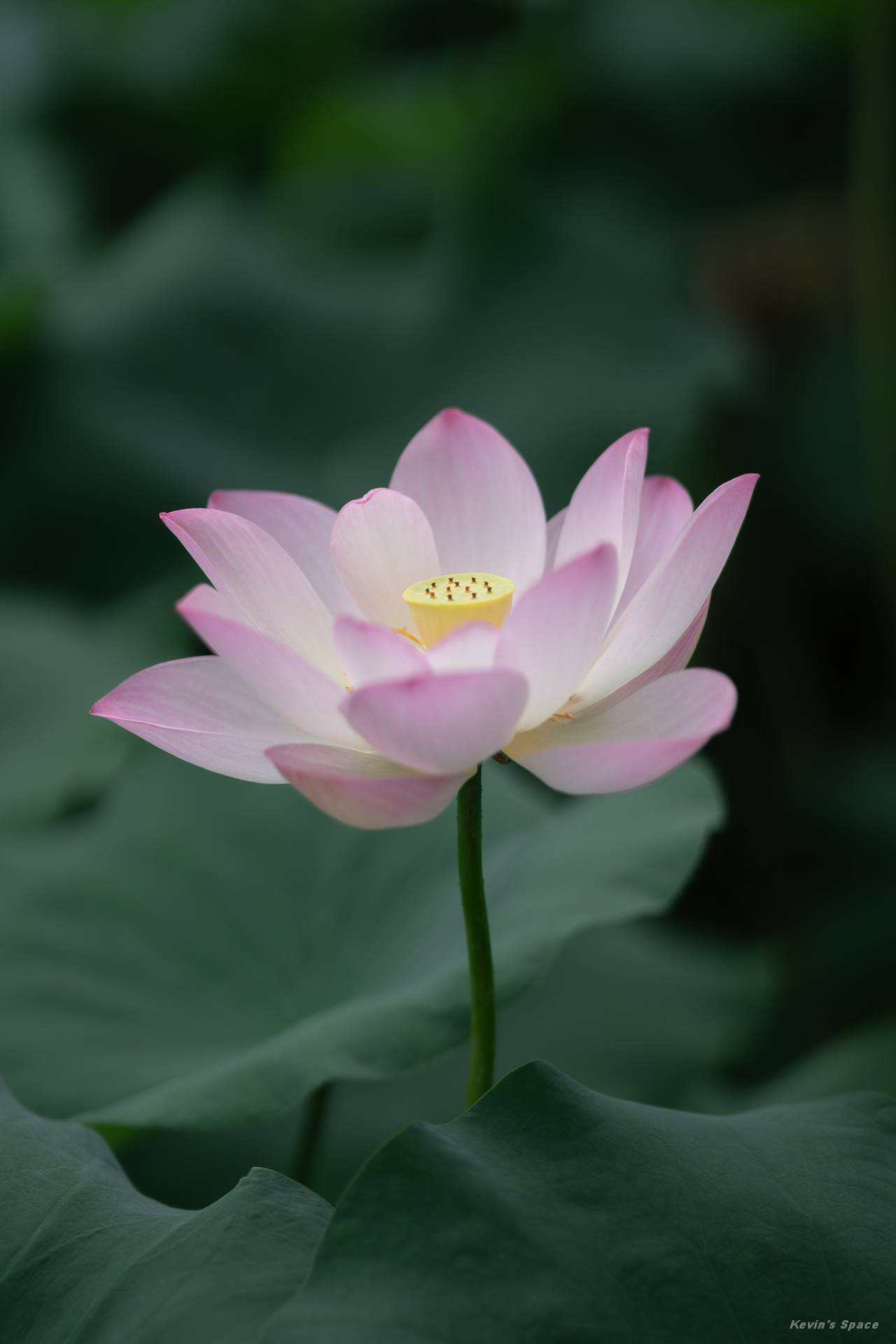 华岩寺赏荷，荷花摄影和后期分享