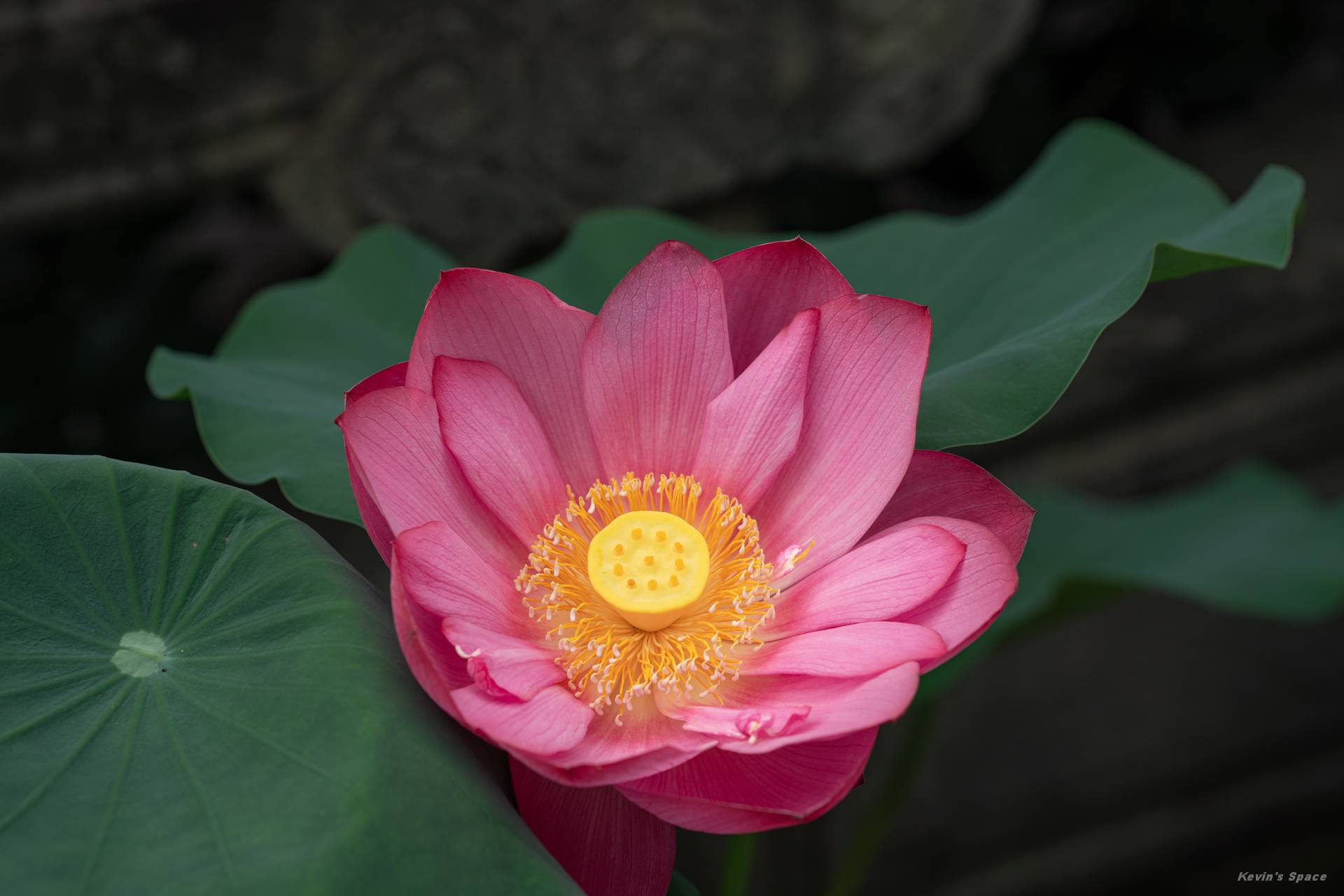 华岩寺赏荷，荷花摄影和后期分享