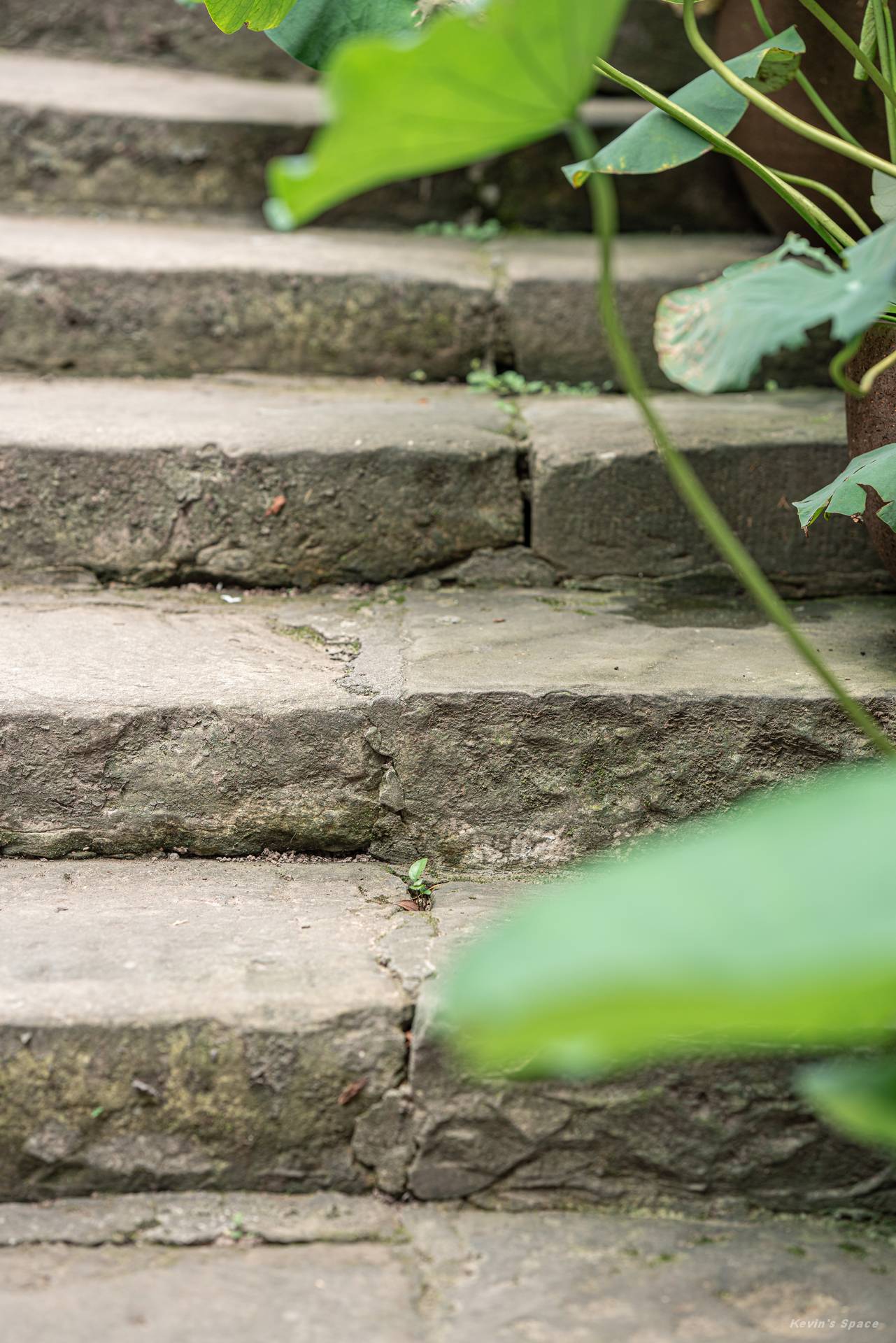 华岩寺赏荷，荷花摄影和后期分享
