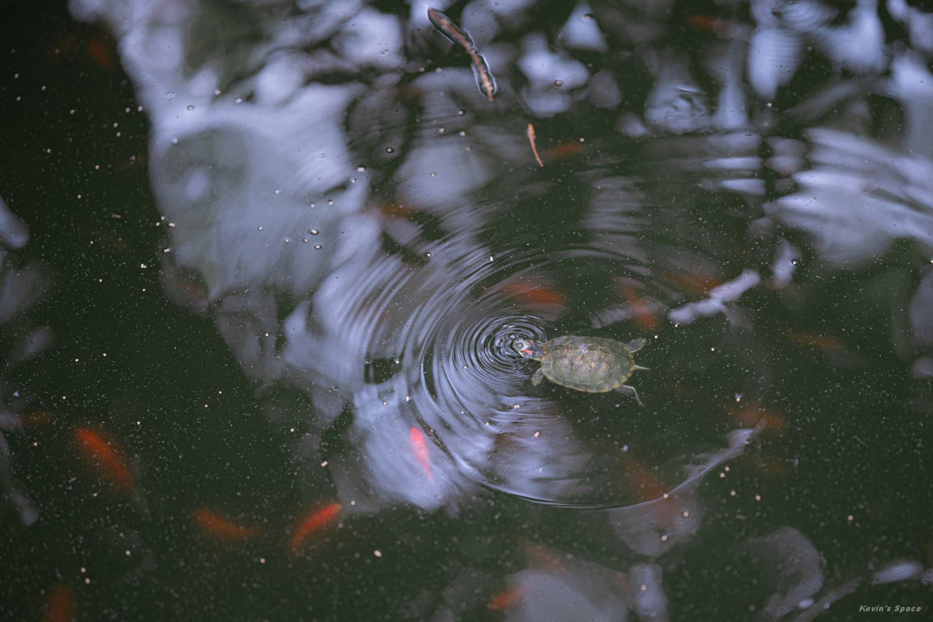 华岩寺赏荷，荷花摄影和后期分享